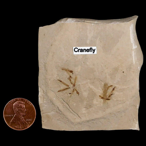 Fossil Crane Flies Mortality Plate Insect Green River FM Uintah County UT Eocene Age - Fossil Age Minerals