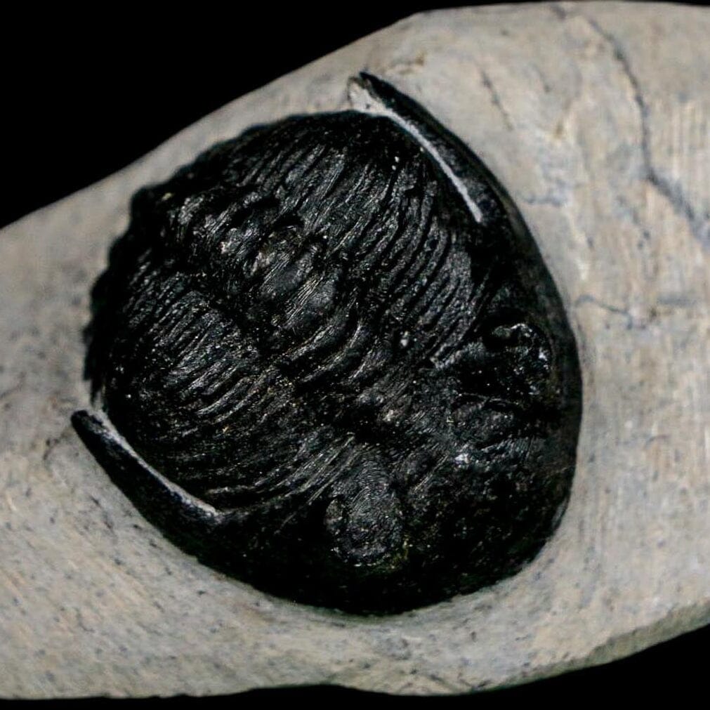 1.9" Metacanthina Issoumourensis Trilobite Fossil Devonian Age 400 Mil Yrs Old COA - Fossil Age Minerals