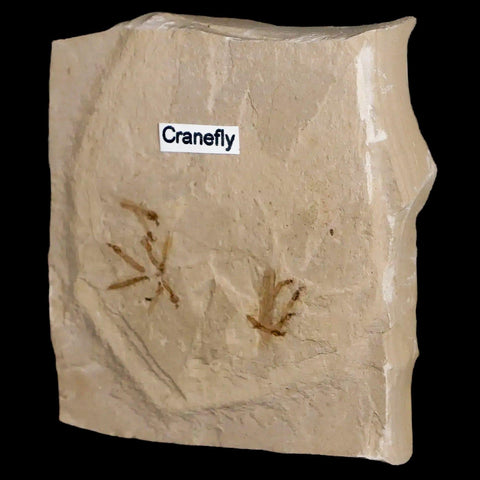 Fossil Crane Flies Mortality Plate Insect Green River FM Uintah County UT Eocene Age - Fossil Age Minerals