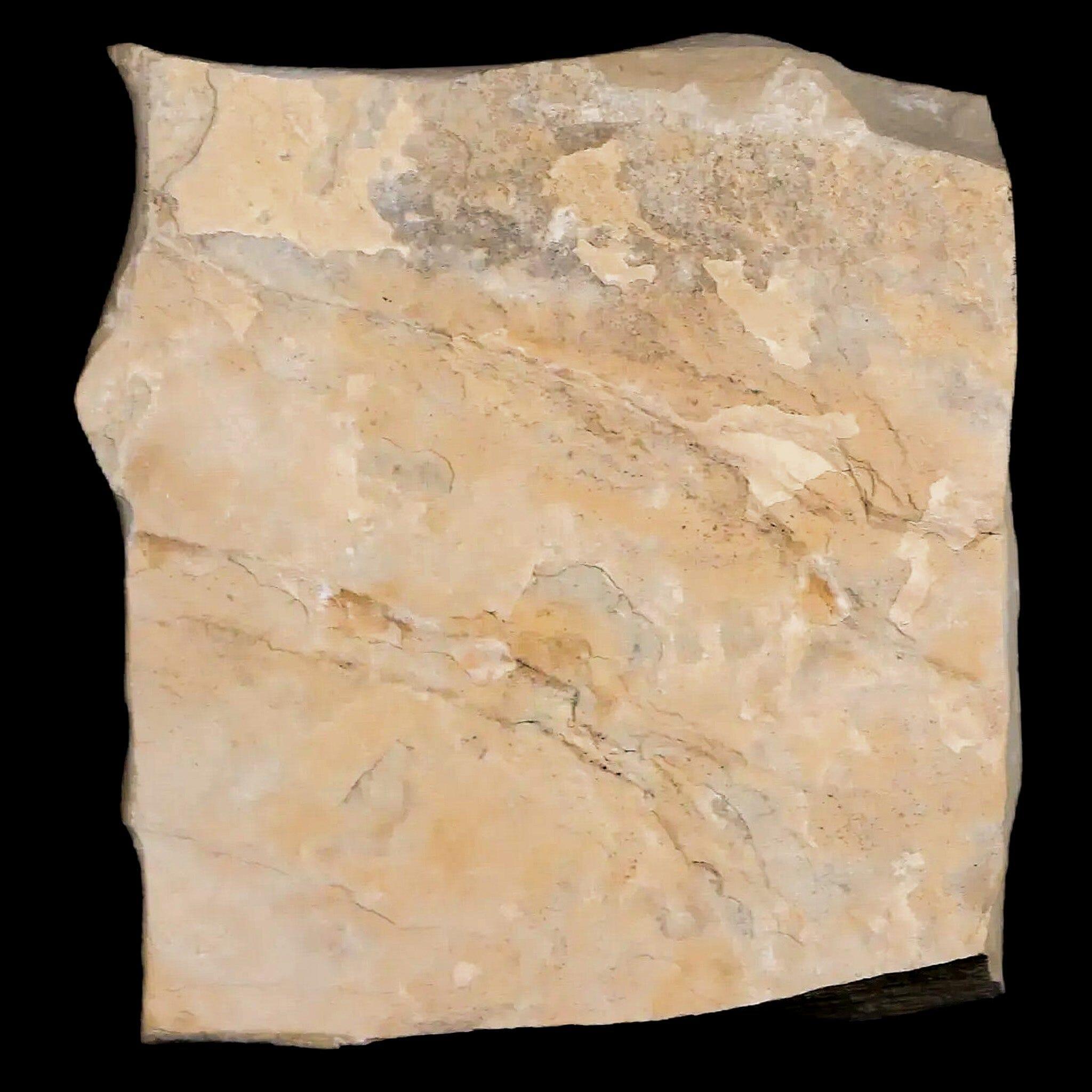 Fossil Crane Flies Mortality Plate Insect Green River FM Uintah County UT Eocene Age - Fossil Age Minerals