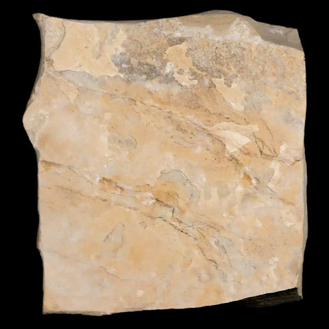 Fossil Crane Flies Mortality Plate Insect Green River FM Uintah County UT Eocene Age - Fossil Age Minerals