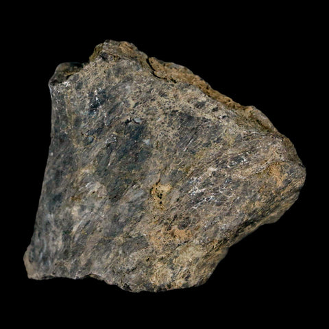 1.7" Stegosaurus Fossil Bone Specimen Morrison FM Wyoming Jurassic Age Dinosaur COA - Fossil Age Minerals