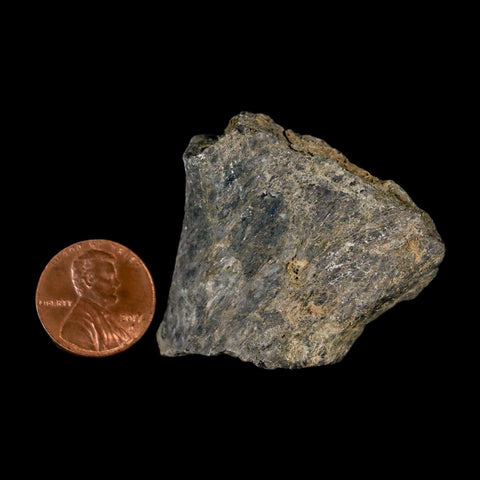 1.7" Stegosaurus Fossil Bone Specimen Morrison FM Wyoming Jurassic Age Dinosaur COA - Fossil Age Minerals