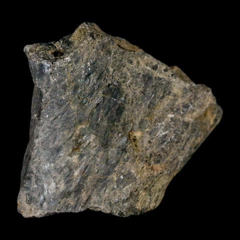 1.7" Stegosaurus Fossil Bone Specimen Morrison FM Wyoming Jurassic Age Dinosaur COA - Fossil Age Minerals