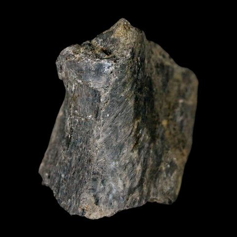 1.7" Stegosaurus Fossil Bone Specimen Morrison FM Wyoming Jurassic Age Dinosaur COA - Fossil Age Minerals