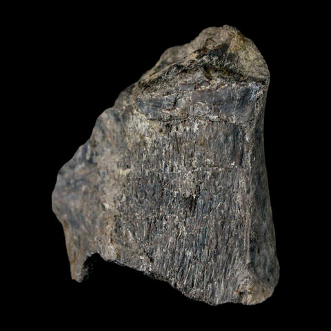 1.7" Stegosaurus Fossil Bone Specimen Morrison FM Wyoming Jurassic Age Dinosaur COA - Fossil Age Minerals