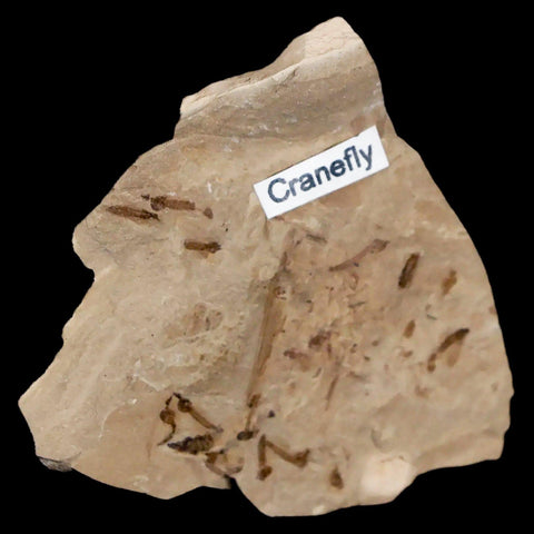 Fossil Crane Flies Mortality Plate Insect Green River FM Uintah County UT Eocene Age - Fossil Age Minerals