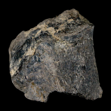 1.7" Stegosaurus Fossil Bone Specimen Morrison FM Wyoming Jurassic Age Dinosaur COA