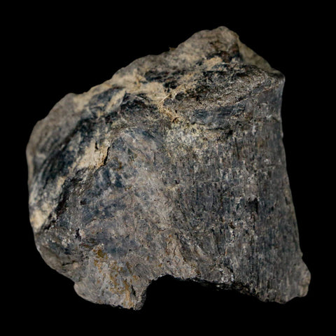 1.7" Stegosaurus Fossil Bone Specimen Morrison FM Wyoming Jurassic Age Dinosaur COA - Fossil Age Minerals