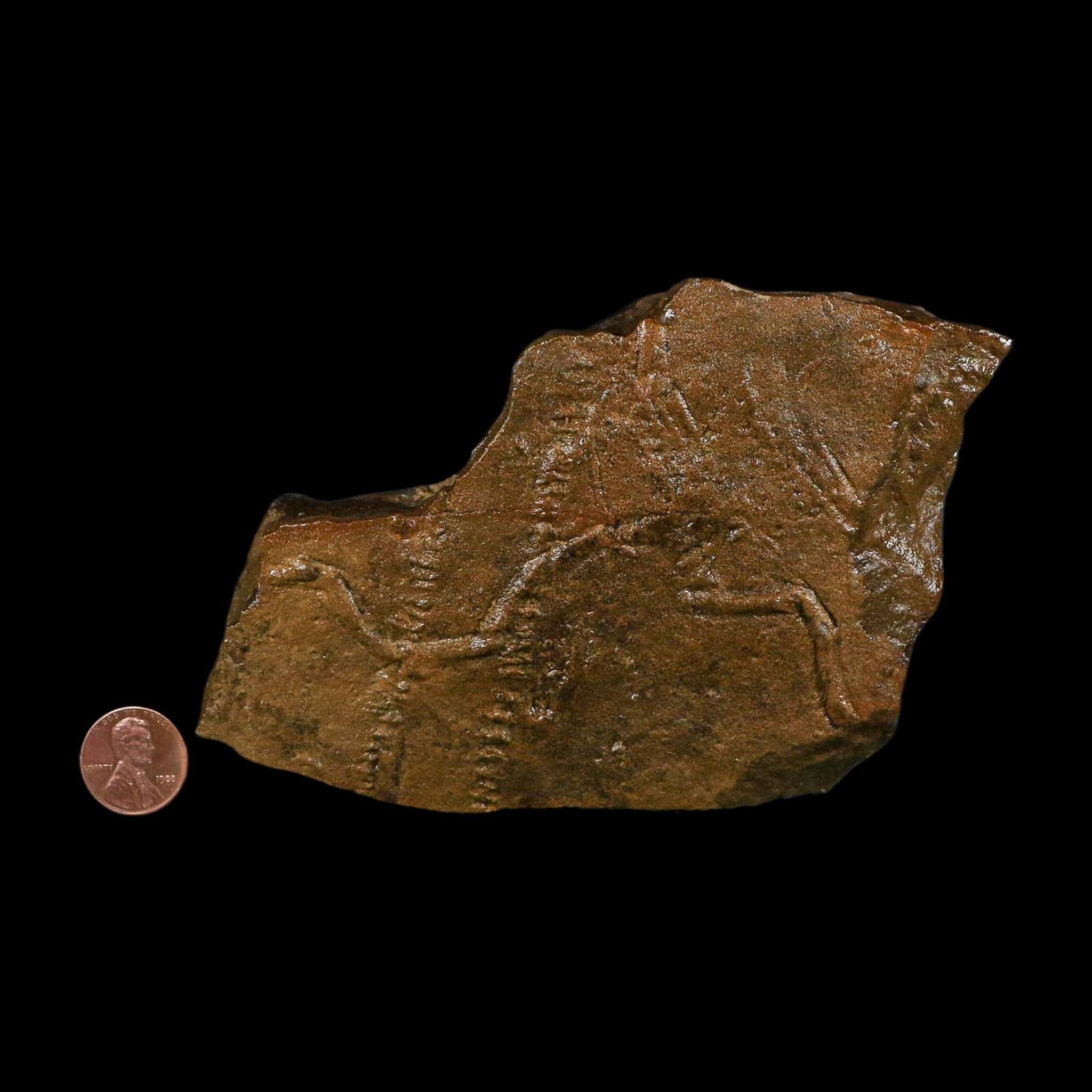 4.6" Trilobite Trackway Cruziana Plate Fossil Ordovician Age Ouzina Morocco - Fossil Age Minerals