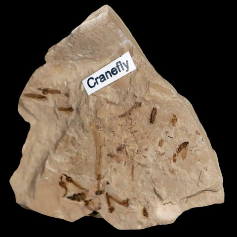 Fossil Crane Flies Mortality Plate Insect Green River FM Uintah County UT Eocene Age - Fossil Age Minerals