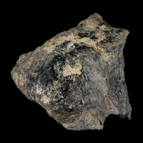 1.7" Stegosaurus Fossil Bone Specimen Morrison FM Wyoming Jurassic Age Dinosaur COA - Fossil Age Minerals