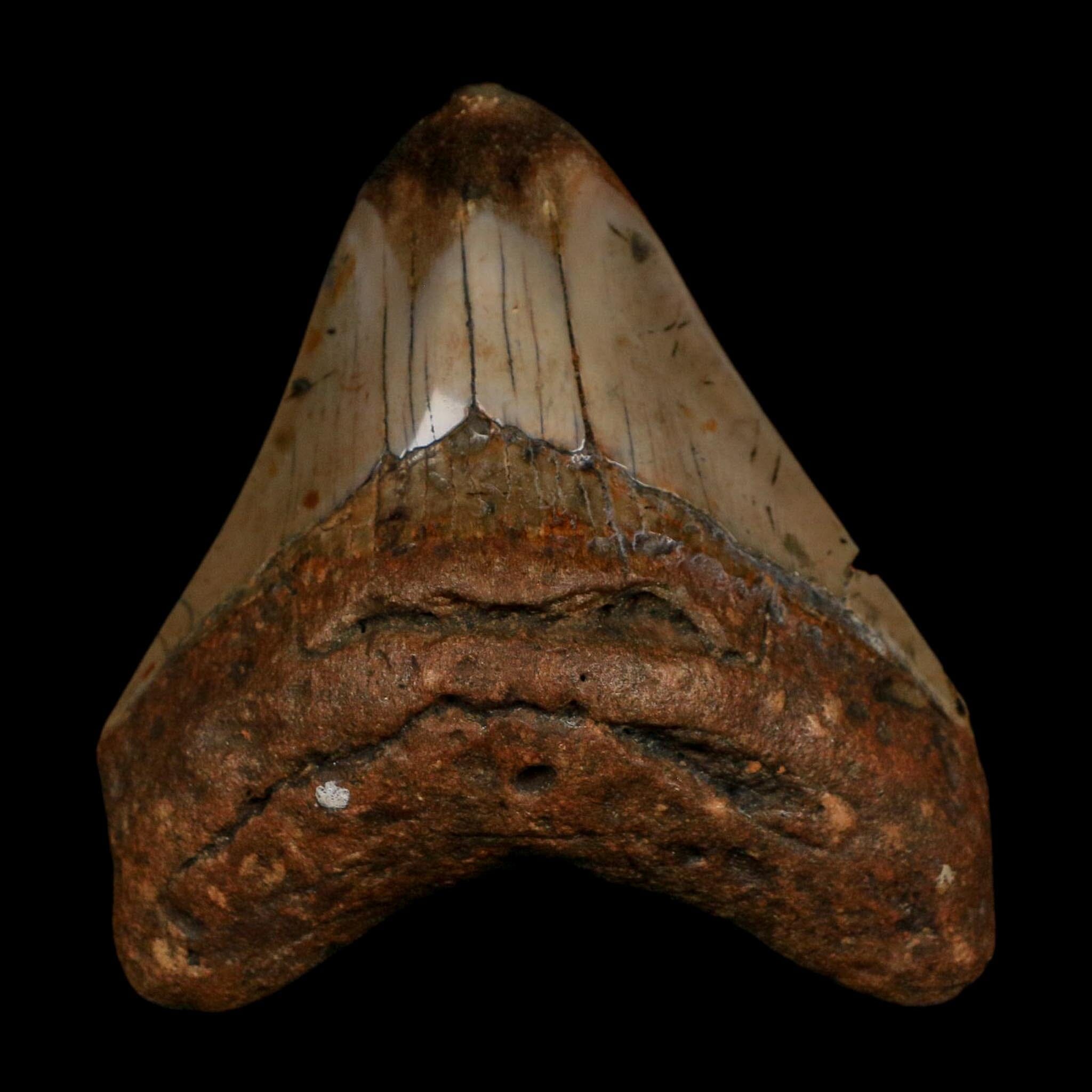 3.4" Quality Megalodon Shark Tooth Fossil Natural Early Miocene Age COA - Fossil Age Minerals