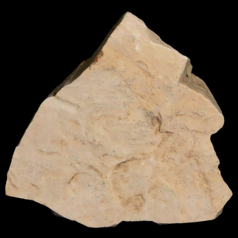 Fossil Crane Flies Mortality Plate Insect Green River FM Uintah County UT Eocene Age - Fossil Age Minerals