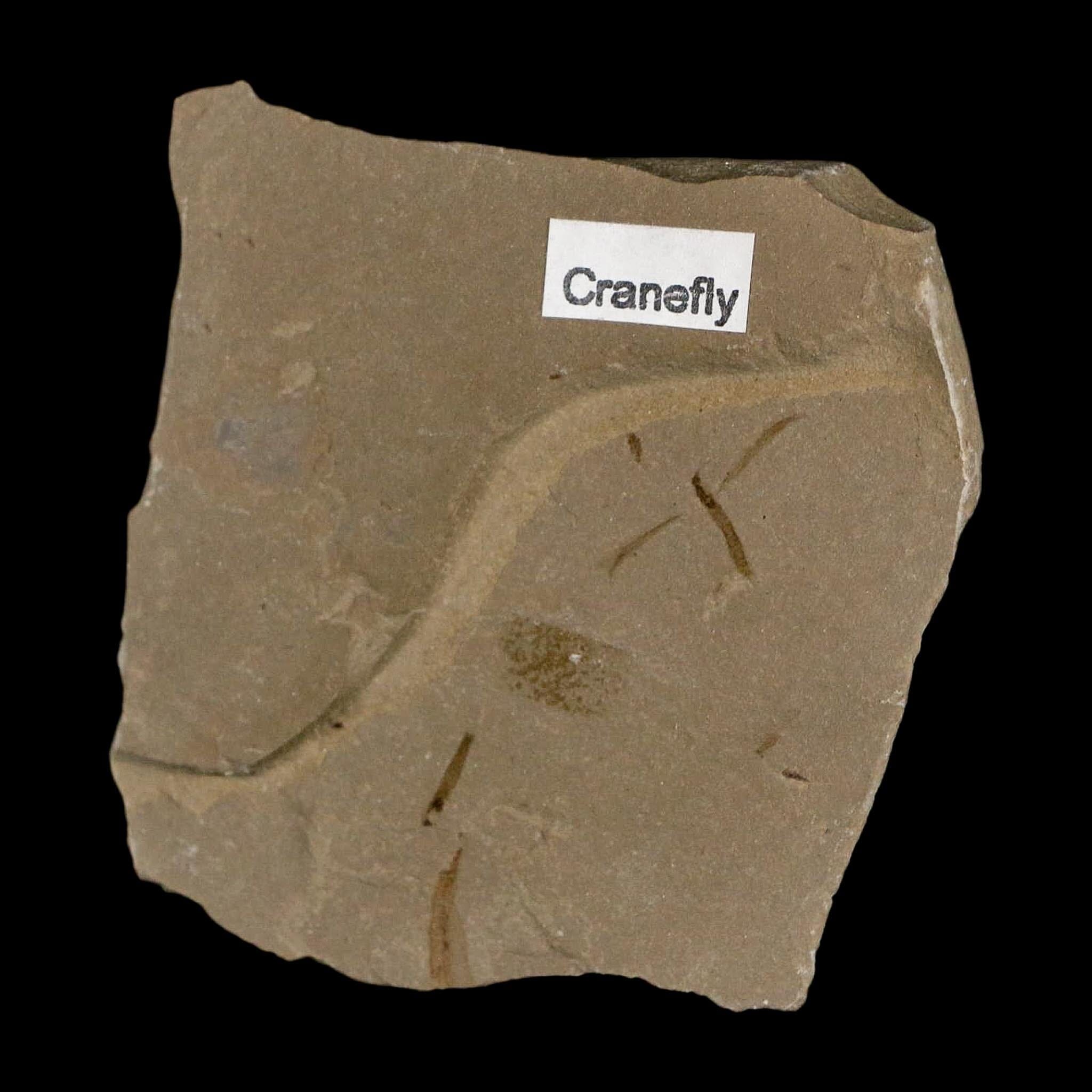 0.6" Fossil Crane Fly Insect Green River Formation Uintah County Utah Eocene Age - Fossil Age Minerals