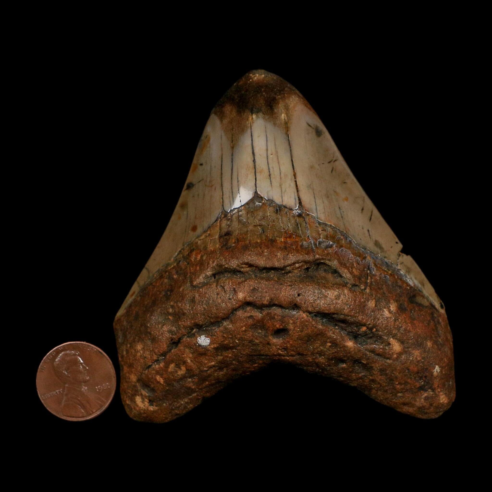 3.4" Quality Megalodon Shark Tooth Fossil Natural Early Miocene Age COA - Fossil Age Minerals