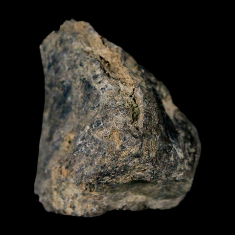 1.7" Stegosaurus Fossil Bone Specimen Morrison FM Wyoming Jurassic Age Dinosaur COA - Fossil Age Minerals