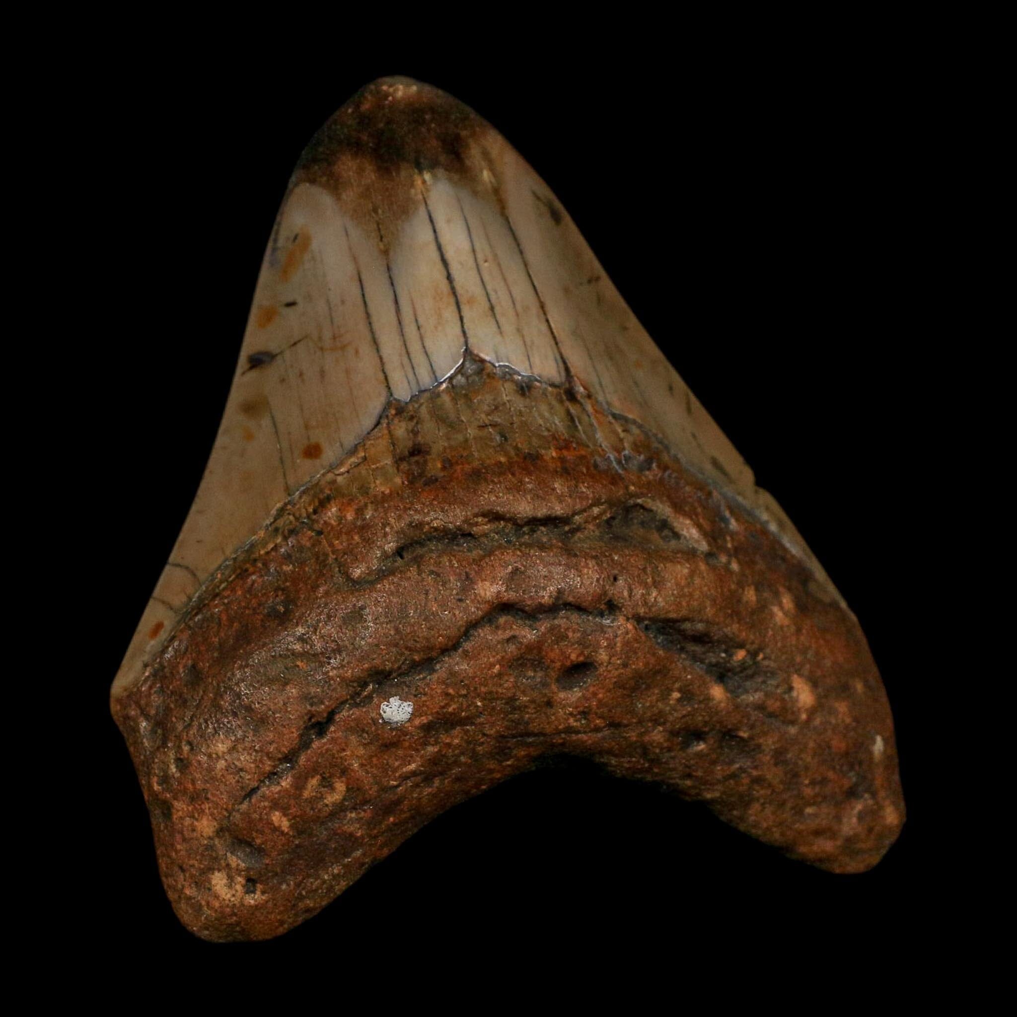 3.4" Quality Megalodon Shark Tooth Fossil Natural Early Miocene Age COA - Fossil Age Minerals