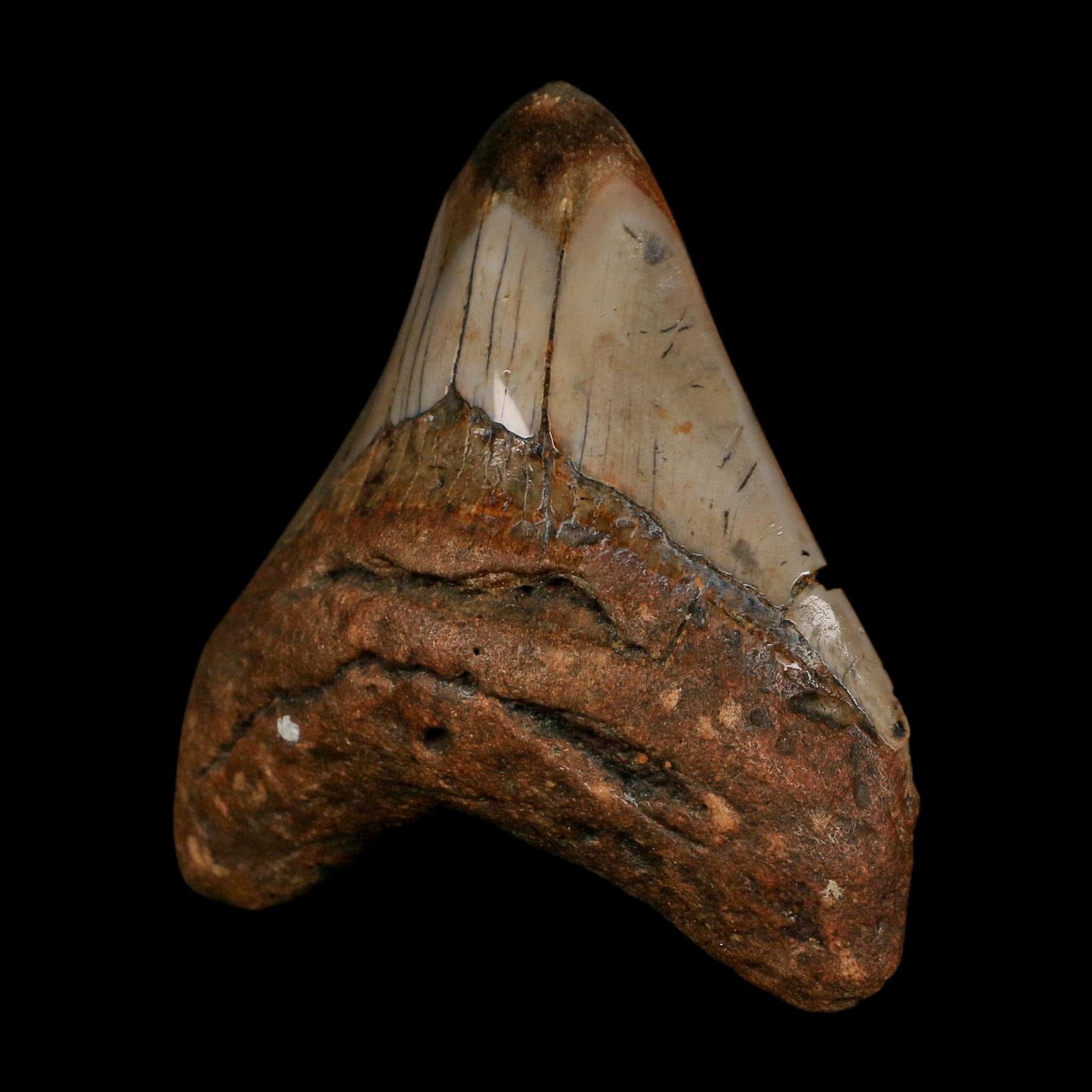 3.4" Quality Megalodon Shark Tooth Fossil Natural Early Miocene Age COA - Fossil Age Minerals