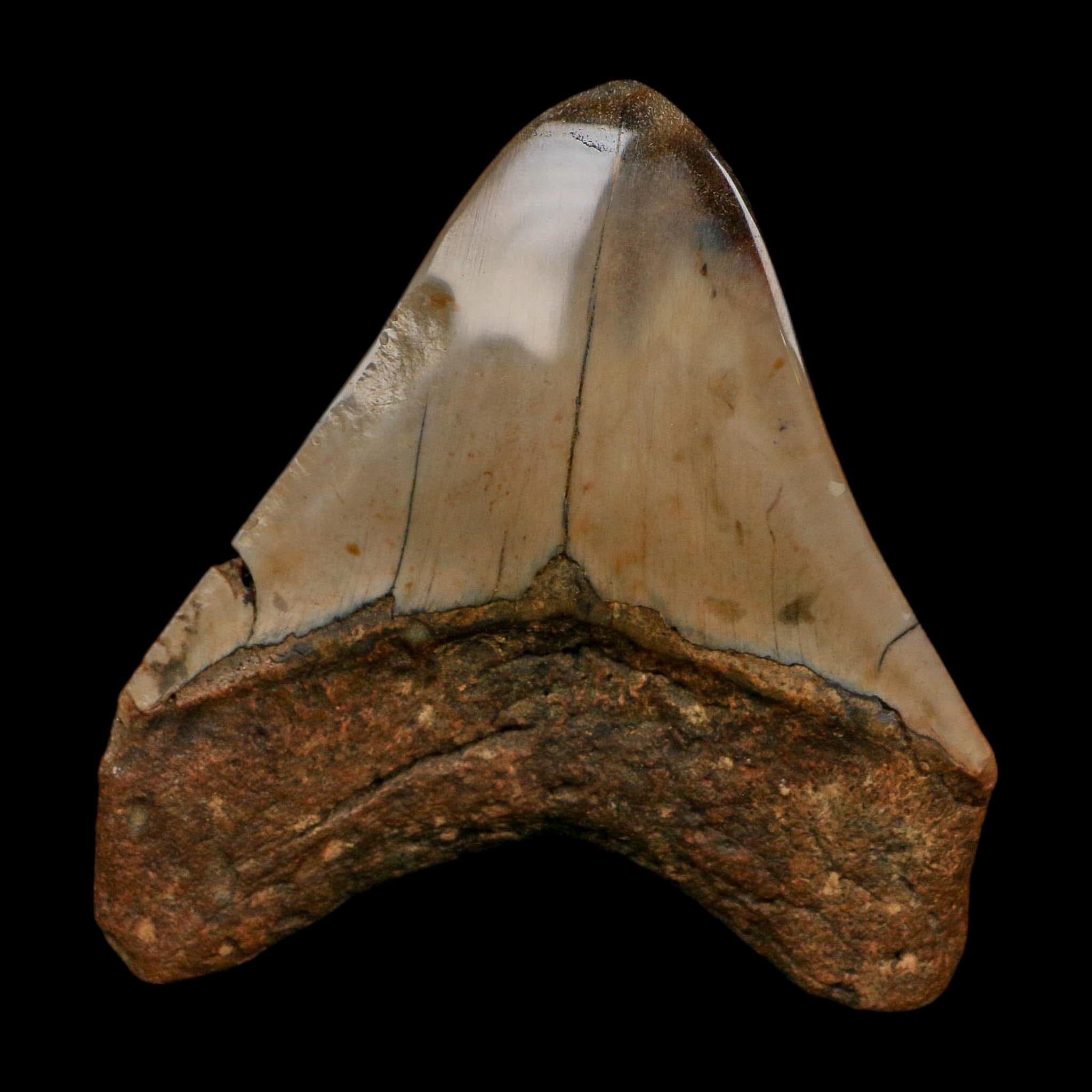 3.4" Quality Megalodon Shark Tooth Fossil Natural Early Miocene Age COA - Fossil Age Minerals