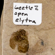 0.4 Detailed Fossil Beetle Open Elyra Insect Green River FM Uintah County UT Eocene Age