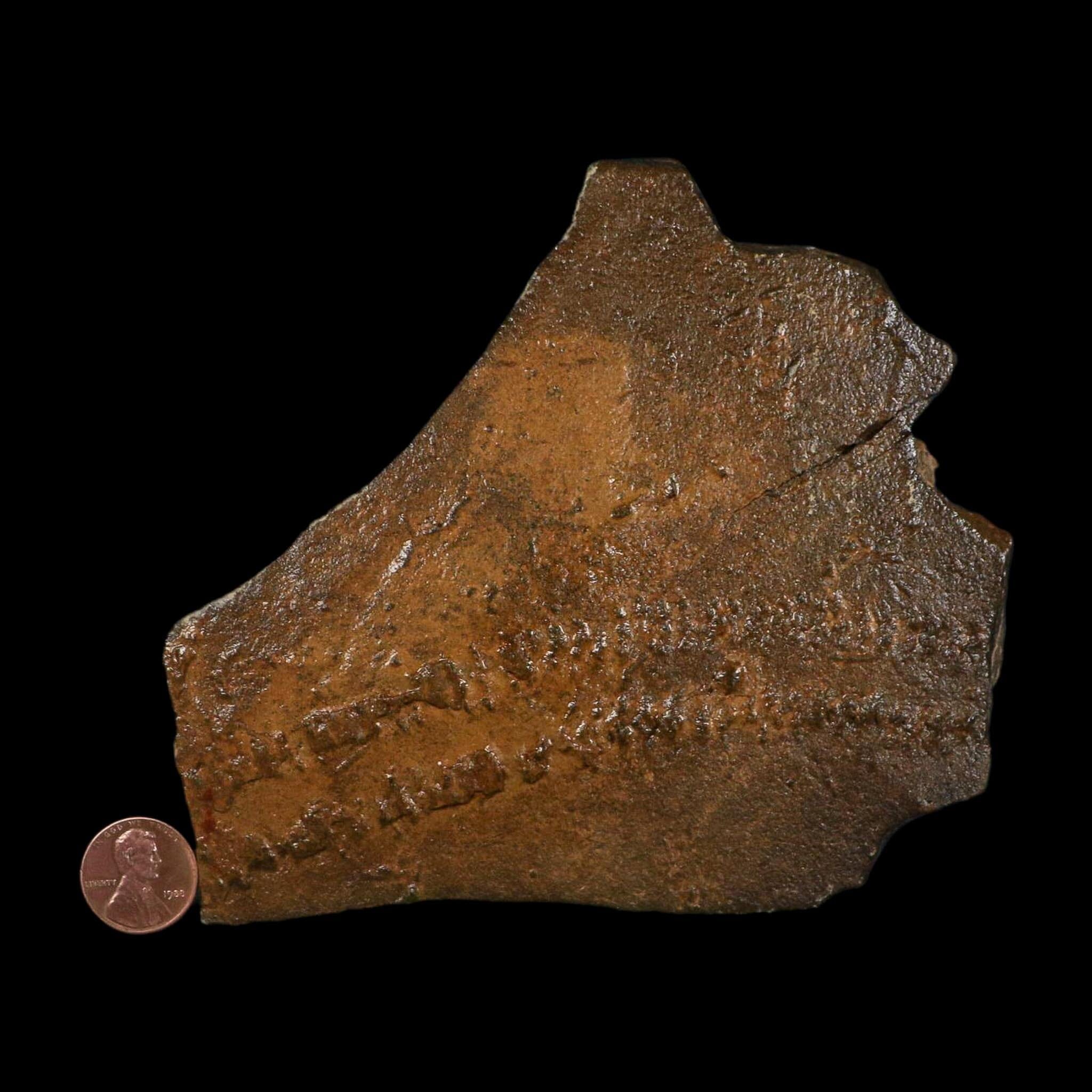 5.3" Trilobite Trackway Cruziana Plate Fossil Ordovician Age Ouzina Morocco - Fossil Age Minerals