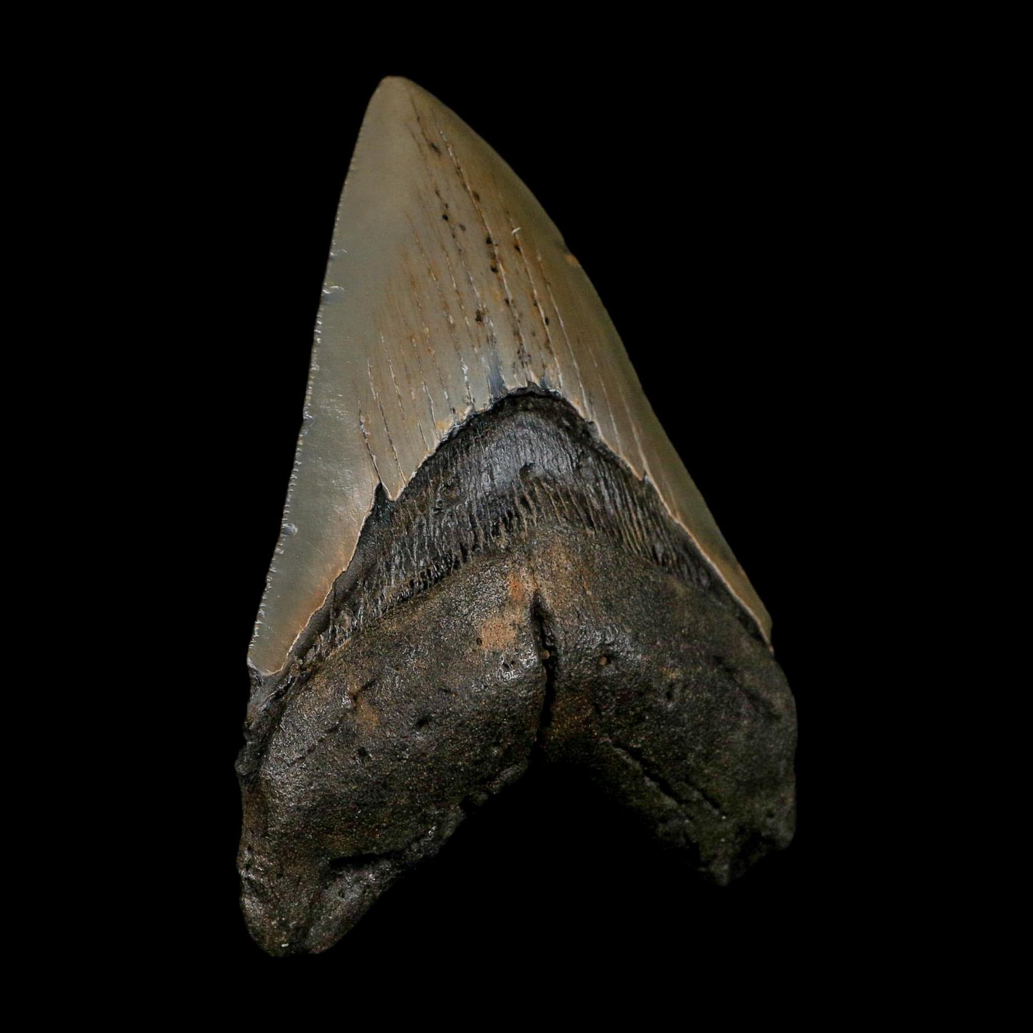 XL 4.4" Quality Megalodon Shark Serrated Tooth Fossil Natural Early Miocene Age COA - Fossil Age Minerals