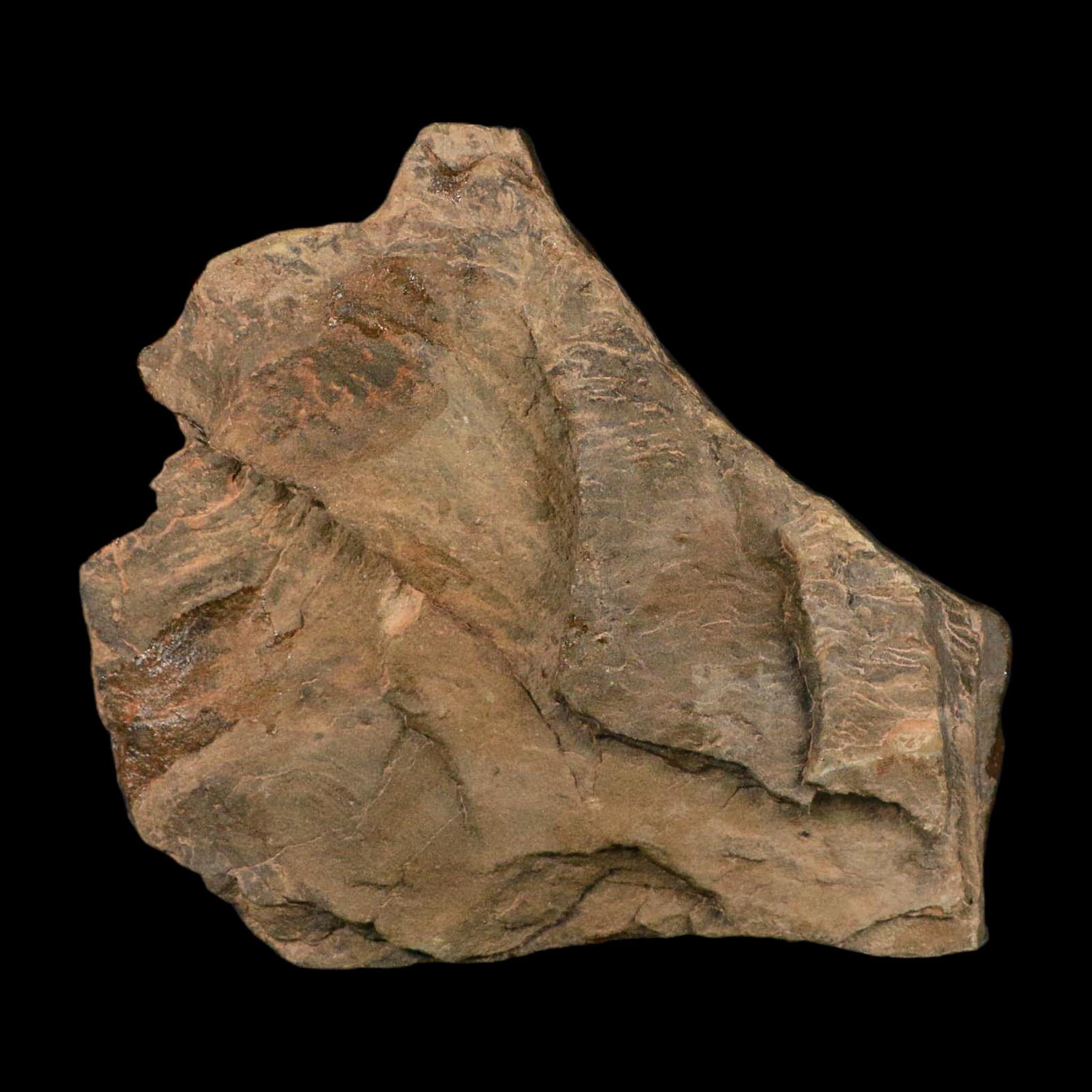 5.3" Trilobite Trackway Cruziana Plate Fossil Ordovician Age Ouzina Morocco - Fossil Age Minerals