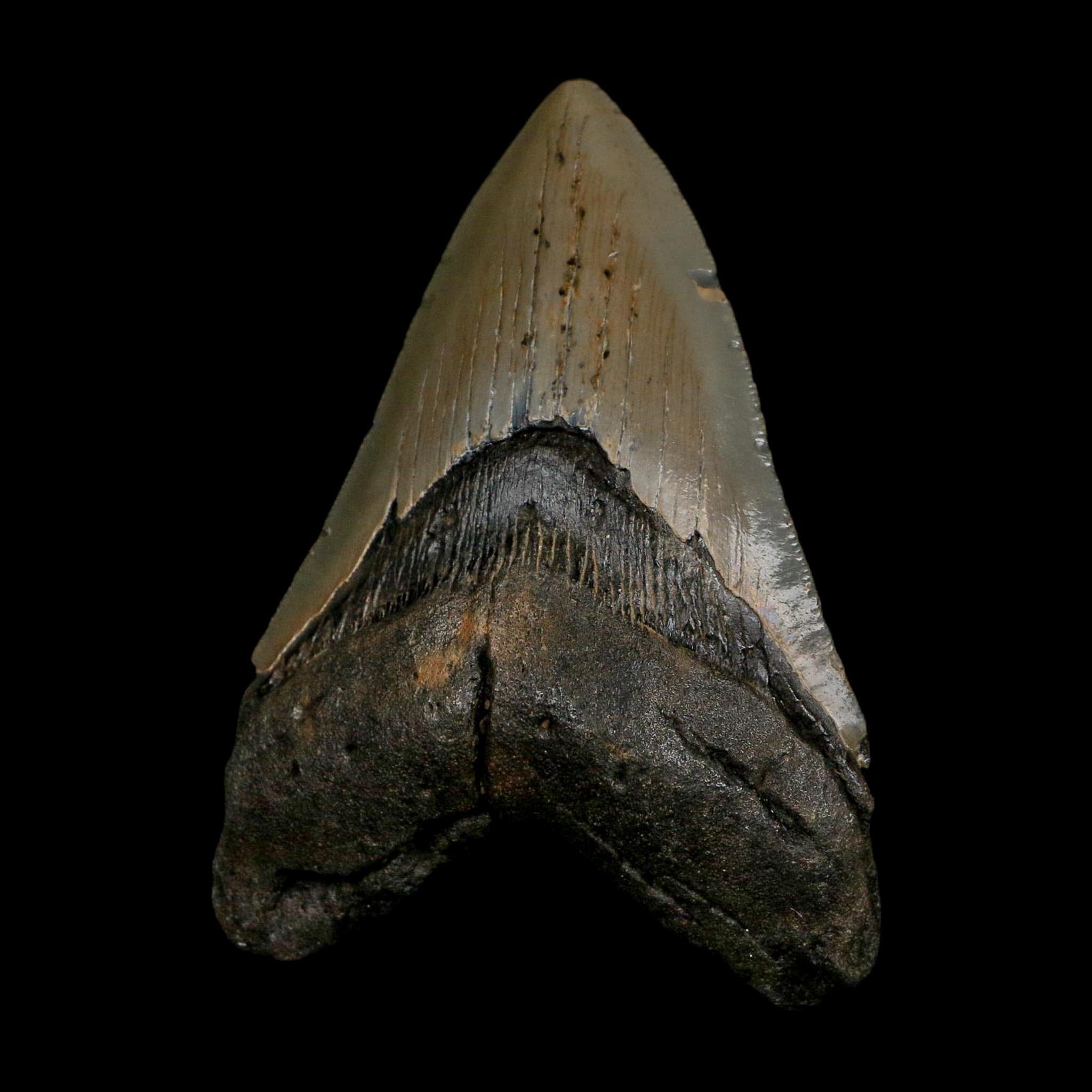 XL 4.4" Quality Megalodon Shark Serrated Tooth Fossil Natural Early Miocene Age COA - Fossil Age Minerals