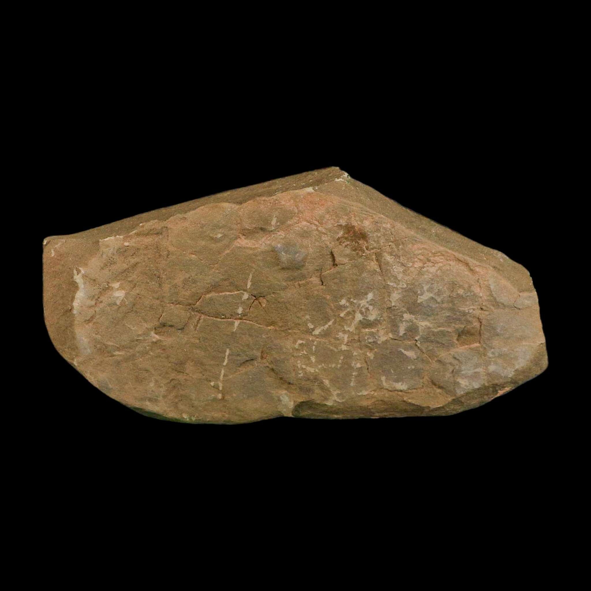 5.8" Trilobite Trackway Cruziana Plate Fossil Ordovician Age Ouzina Morocco - Fossil Age Minerals