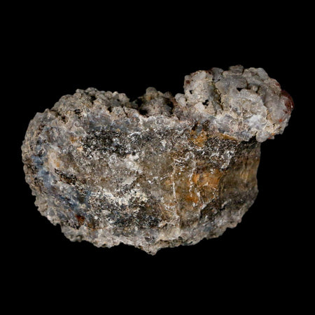 2.4" Stegosaurus Fossil Rib Bone Crystalized Morrison FM WY Jurassic Age Dinosaur COA