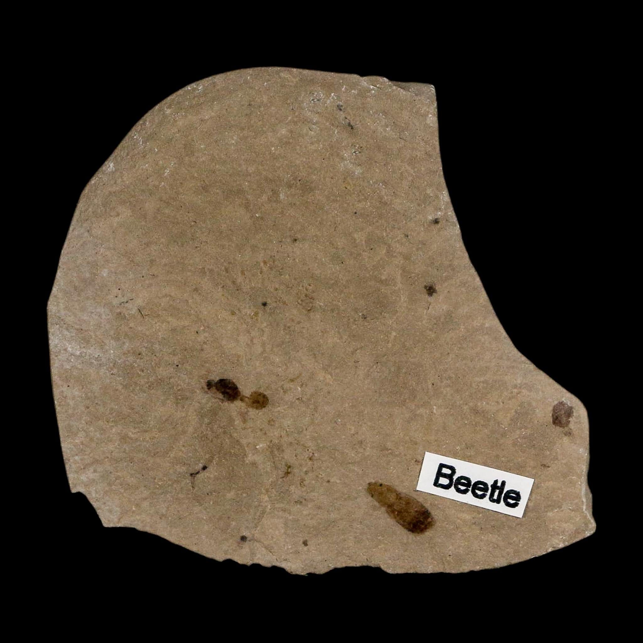 Fossil Beetle And Ant Insect Green River Formation Uintah County Utah Eocene Age - Fossil Age Minerals