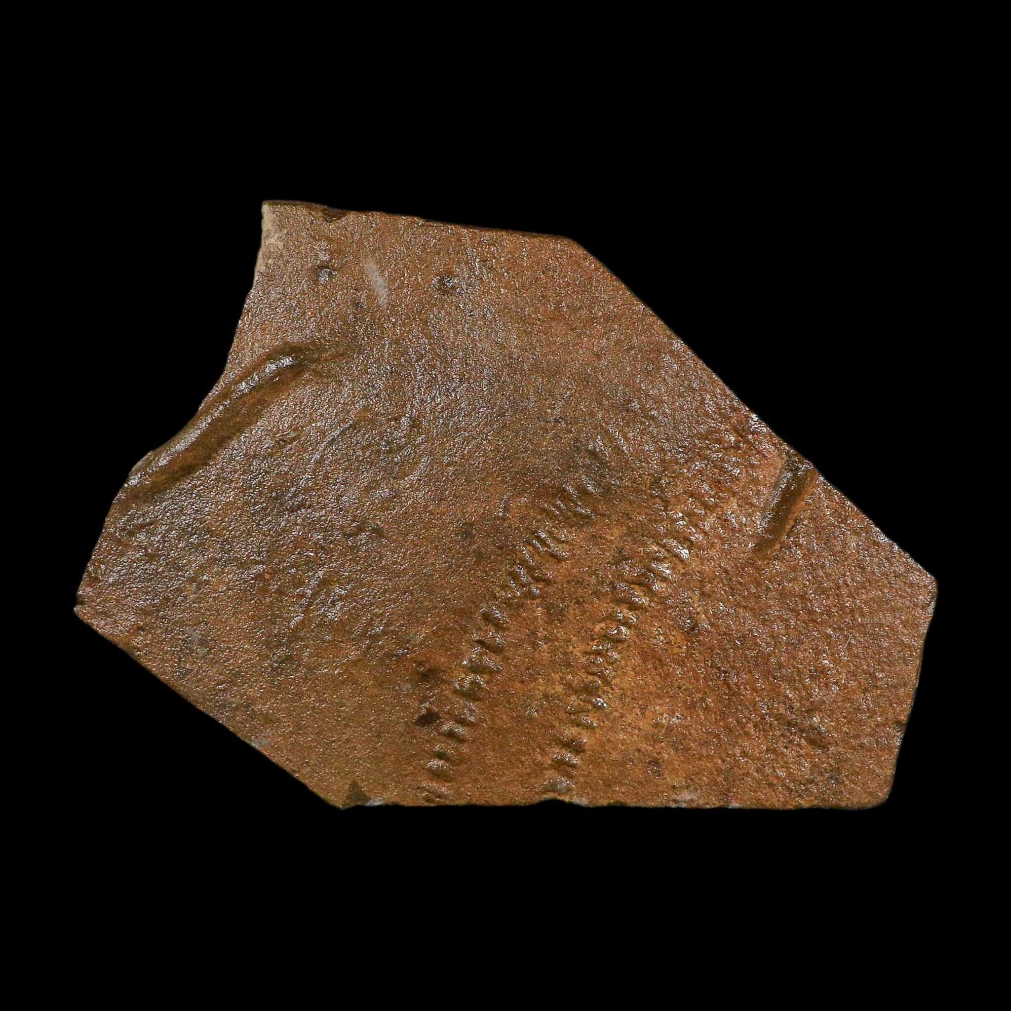 5.8" Trilobite Trackway Cruziana Plate Fossil Ordovician Age Ouzina Morocco - Fossil Age Minerals