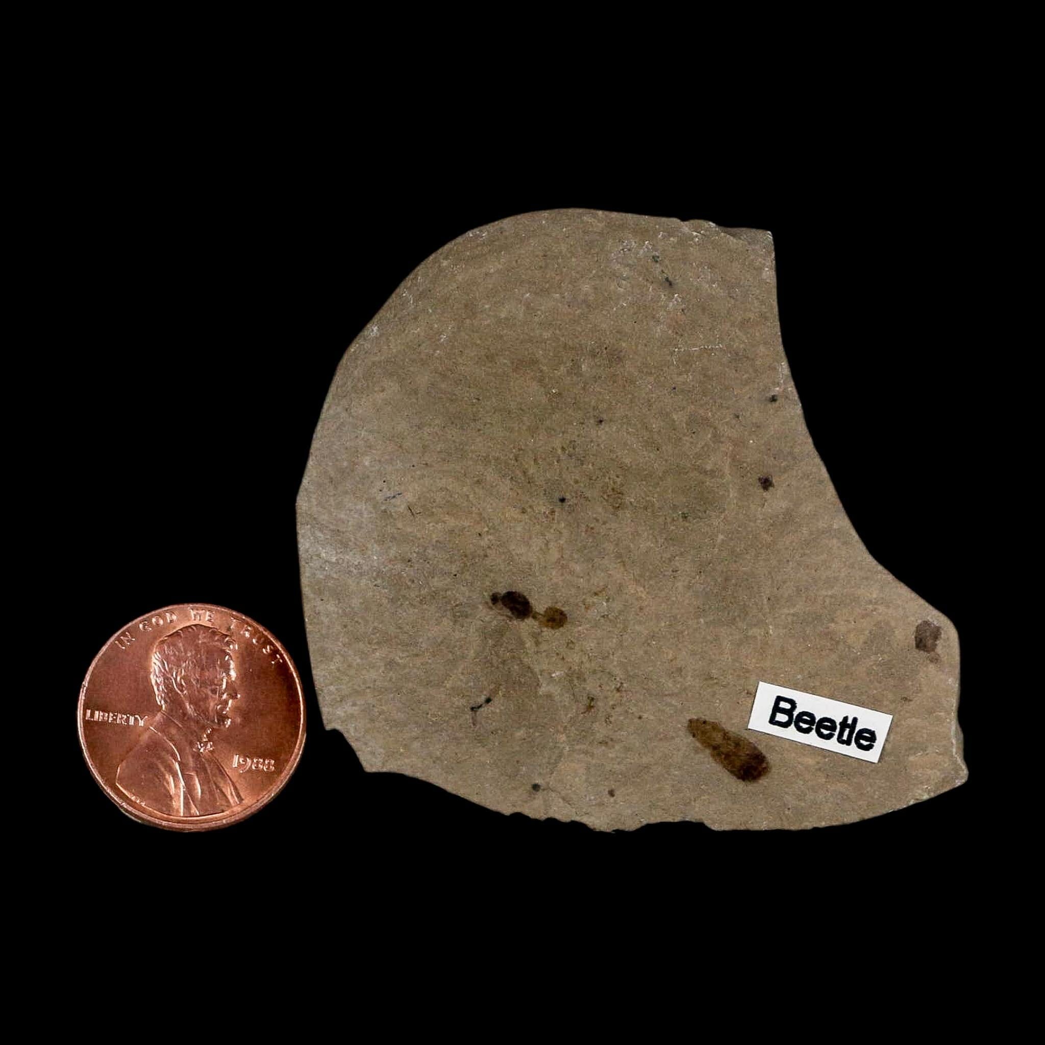 Fossil Beetle And Ant Insect Green River Formation Uintah County Utah Eocene Age - Fossil Age Minerals