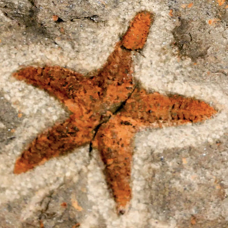 31MM Brittlestar Petraster Starfish Fossil Ordovician Age Blekus Morocco COA