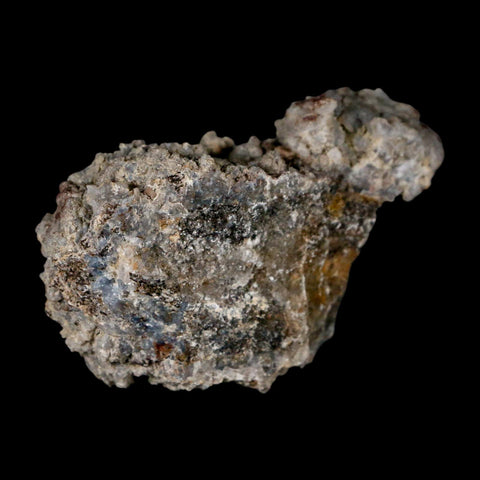 2.4" Stegosaurus Fossil Rib Bone Crystalized Morrison FM WY Jurassic Age Dinosaur COA - Fossil Age Minerals