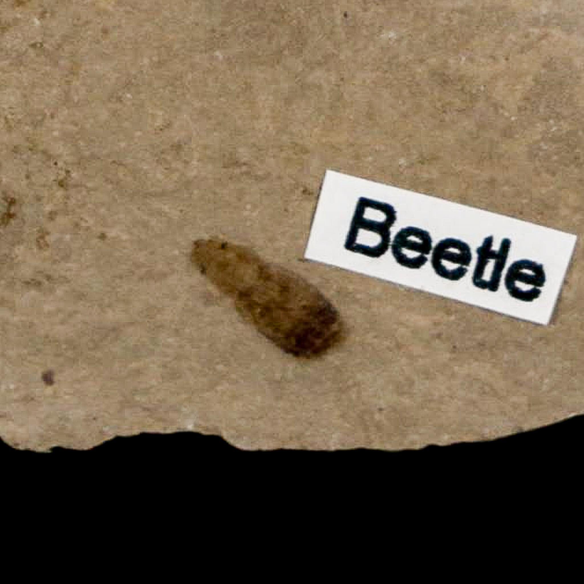 Fossil Beetle And Ant Insect Green River Formation Uintah County Utah Eocene Age - Fossil Age Minerals
