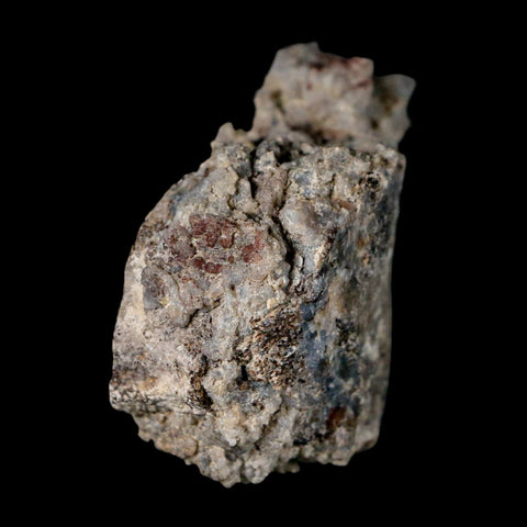 2.4" Stegosaurus Fossil Rib Bone Crystalized Morrison FM WY Jurassic Age Dinosaur COA - Fossil Age Minerals