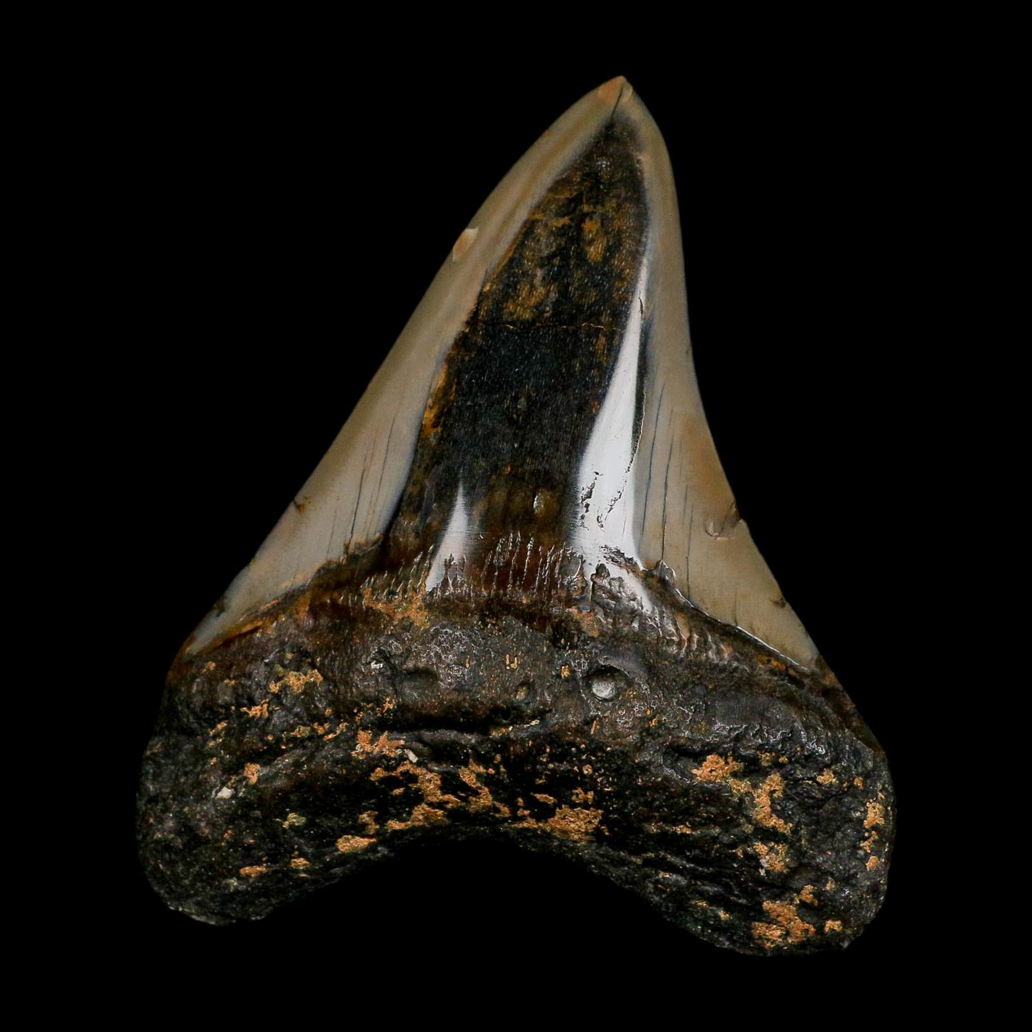 3.5" Quality Megalodon Shark Tooth Fossil Natural Early Miocene Age COA - Fossil Age Minerals
