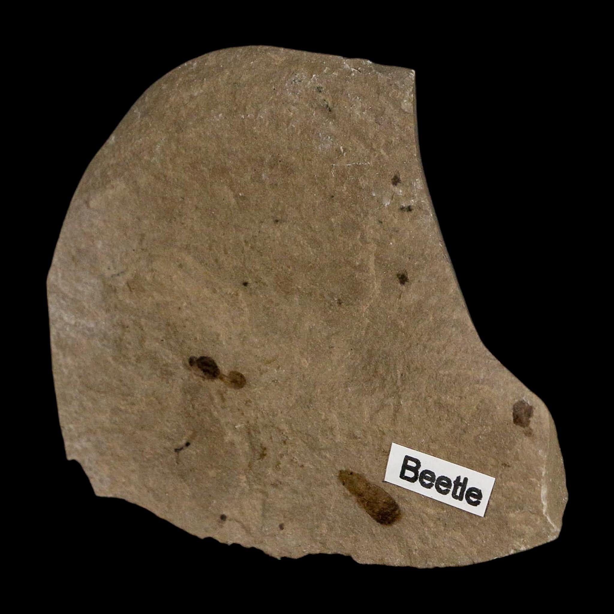 Fossil Beetle And Ant Insect Green River Formation Uintah County Utah Eocene Age - Fossil Age Minerals