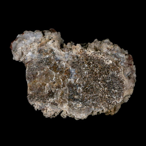 2.4" Stegosaurus Fossil Rib Bone Crystalized Morrison FM WY Jurassic Age Dinosaur COA - Fossil Age Minerals