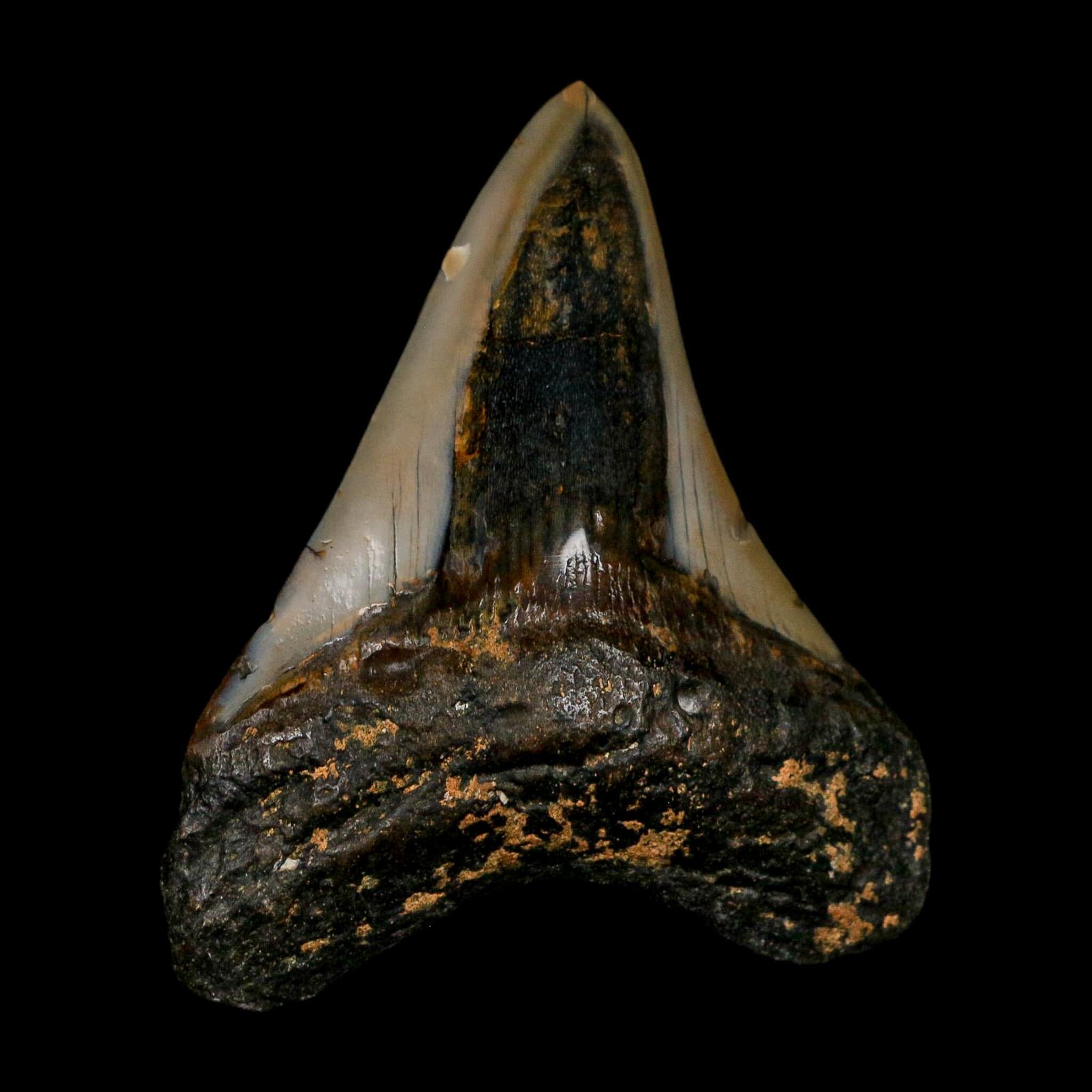 3.5" Quality Megalodon Shark Tooth Fossil Natural Early Miocene Age COA - Fossil Age Minerals