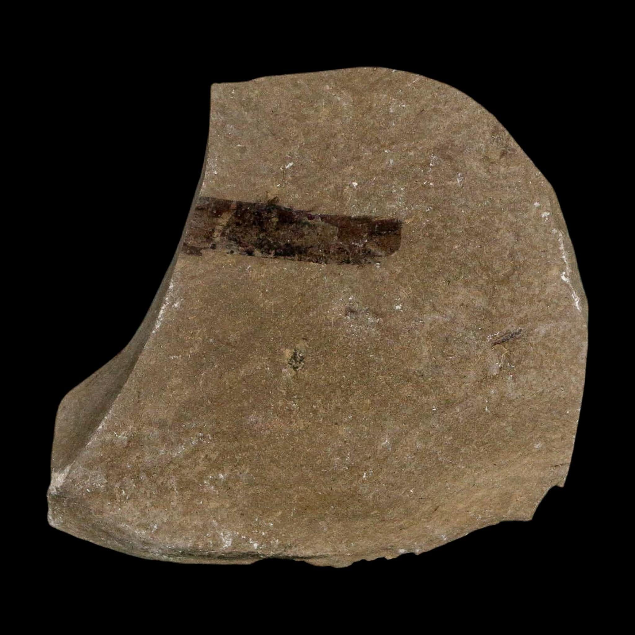 Fossil Beetle And Ant Insect Green River Formation Uintah County Utah Eocene Age - Fossil Age Minerals