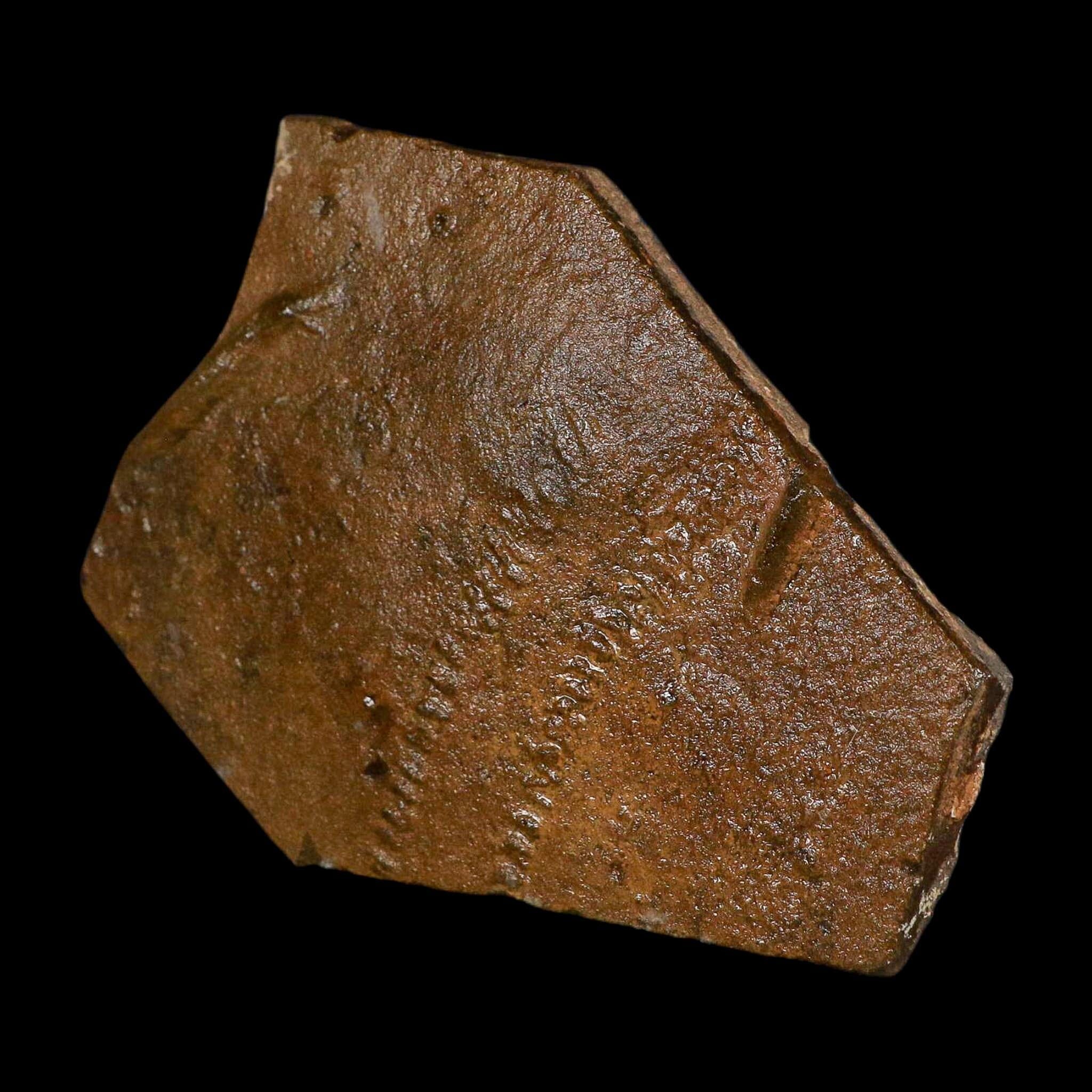 5.8" Trilobite Trackway Cruziana Plate Fossil Ordovician Age Ouzina Morocco - Fossil Age Minerals