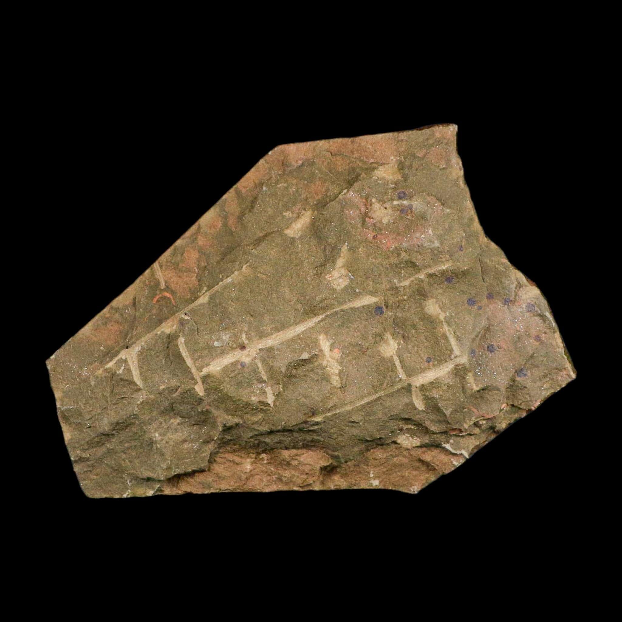 5.8" Trilobite Trackway Cruziana Plate Fossil Ordovician Age Ouzina Morocco - Fossil Age Minerals