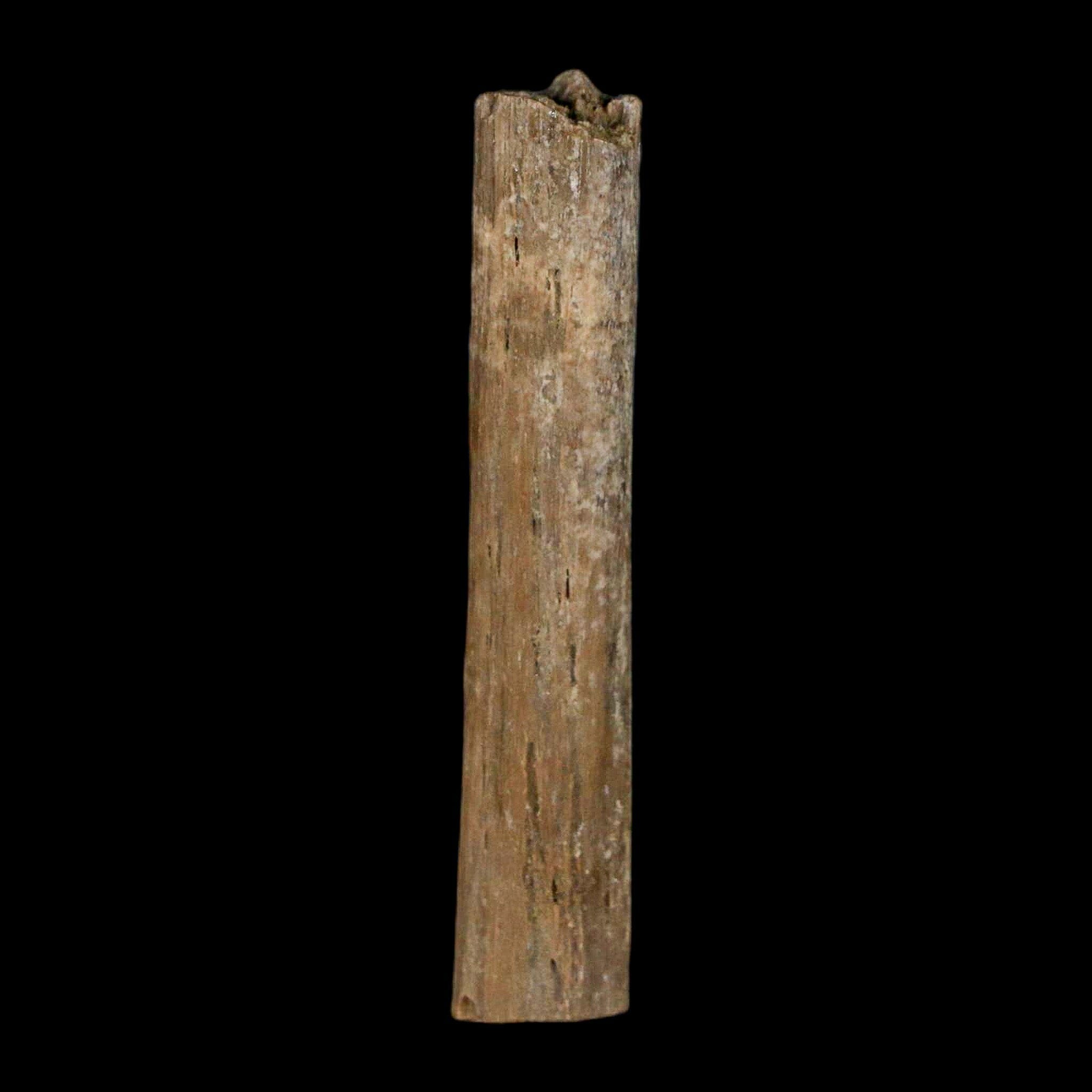 1.6" Hadrosaur Dinosaur Tendon Fossil Lance Creek FM Cretaceous Wyoming COA - Fossil Age Minerals