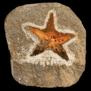 32MM Brittlestar Petraster Starfish Fossil Ordovician Age Blekus Morocco COA