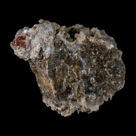 2.4" Stegosaurus Fossil Rib Bone Crystalized Morrison FM WY Jurassic Age Dinosaur COA - Fossil Age Minerals