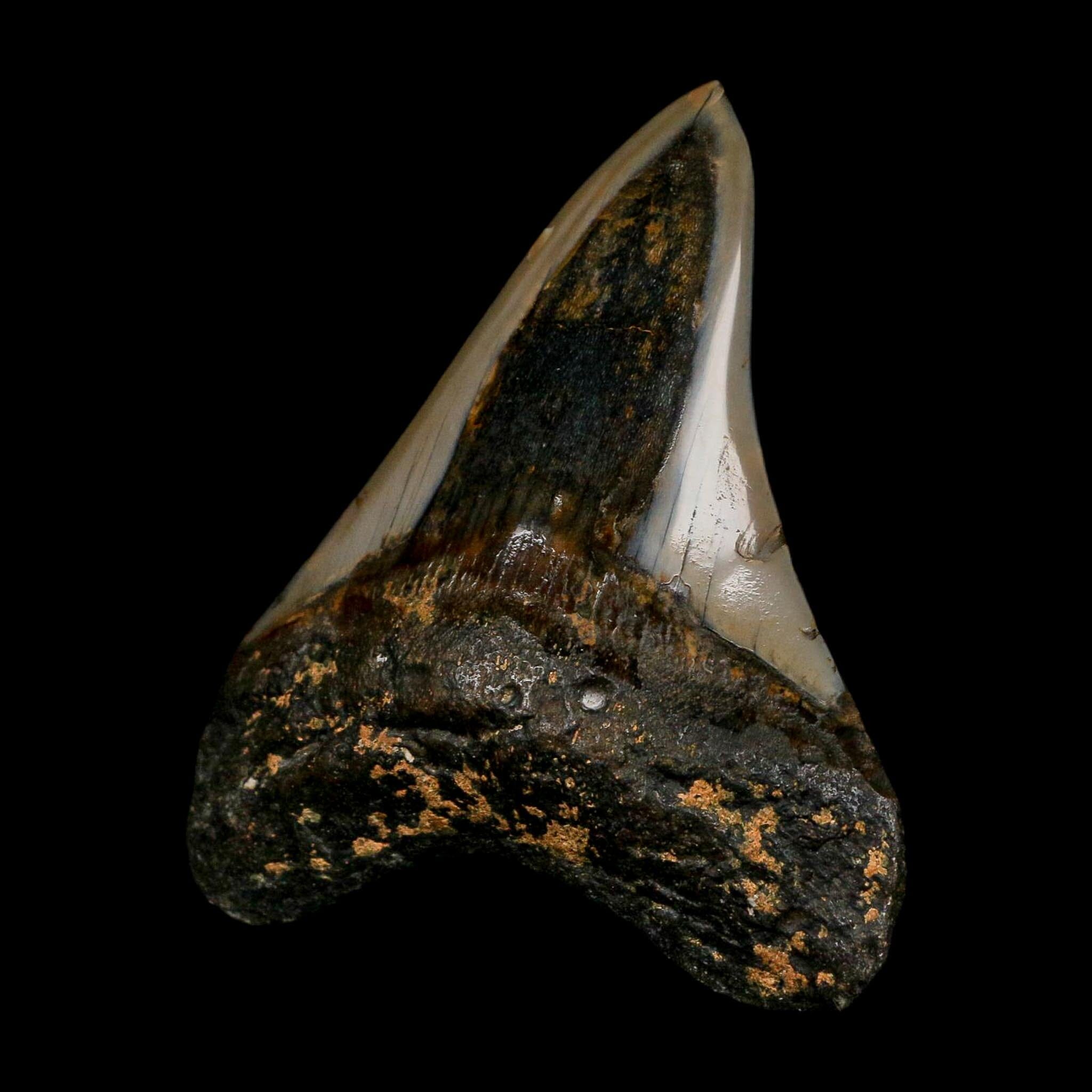 3.5" Quality Megalodon Shark Tooth Fossil Natural Early Miocene Age COA - Fossil Age Minerals