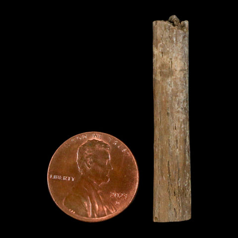 1.6" Hadrosaur Dinosaur Tendon Fossil Lance Creek FM Cretaceous Wyoming COA - Fossil Age Minerals